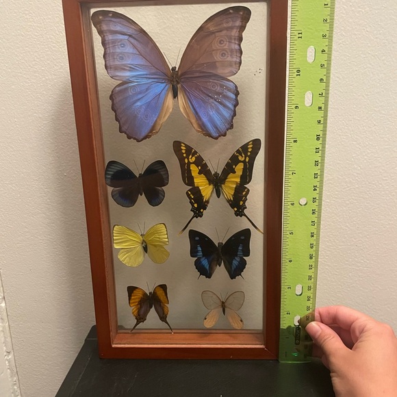 Framed Butterfly Display with Assorted Butterflies - Picture 4 of 4